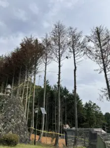 雲の上富士ホテルのヒノキ伐採