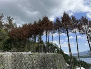 雲の上富士ホテルのヒノキ伐採